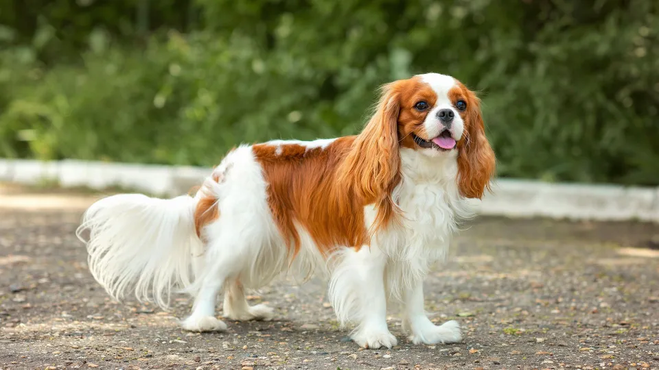 Cavalier King Charles Spaniel